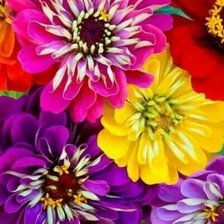 Схема вышивки «цинии»