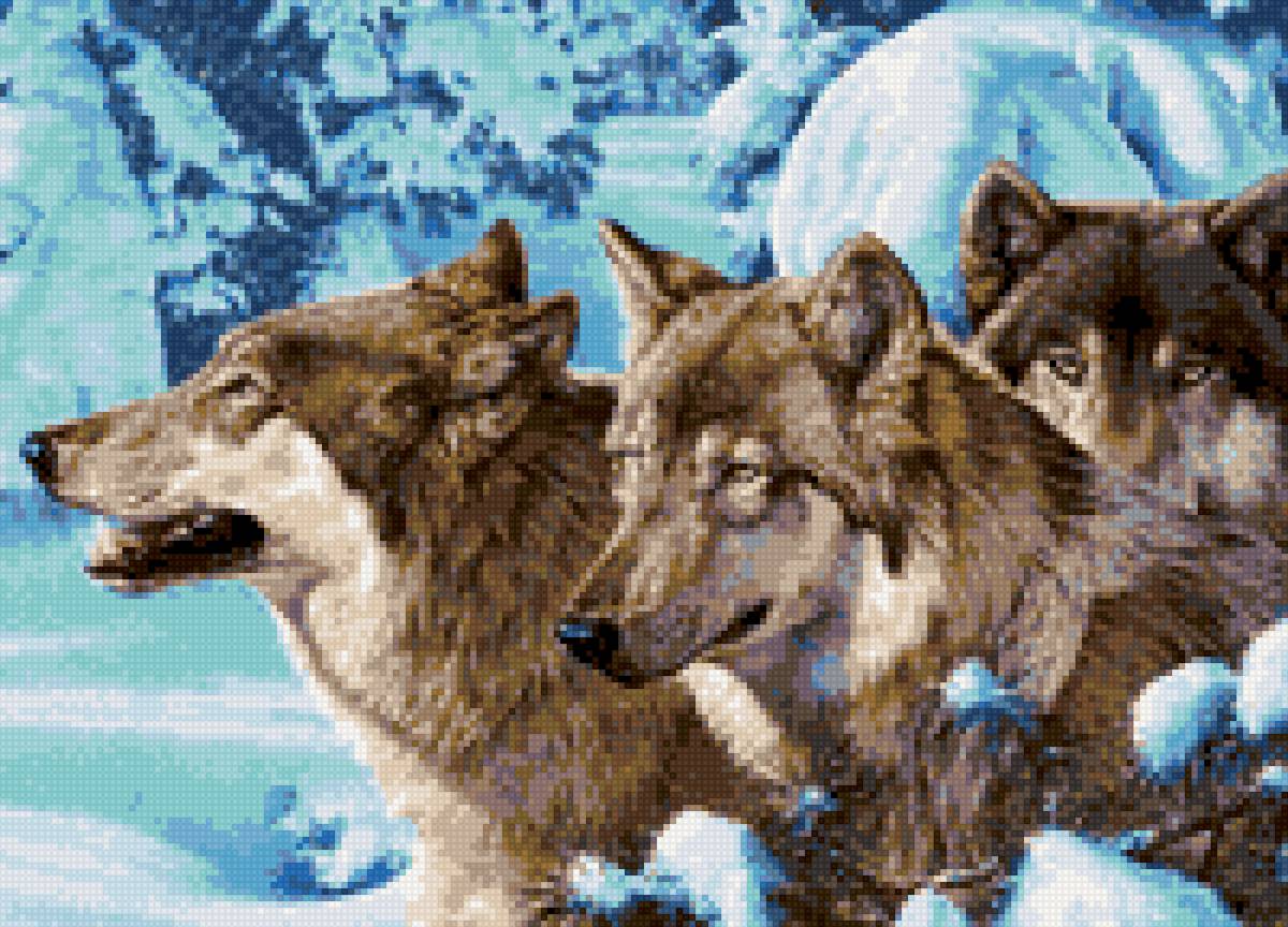 Волки в зимнем лесу 31 цв - природа, волки, зима - предпросмотр