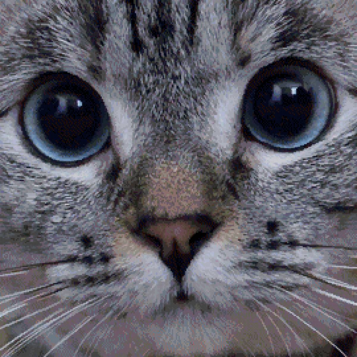 №2765418 - котик, подушка, кот - предпросмотр