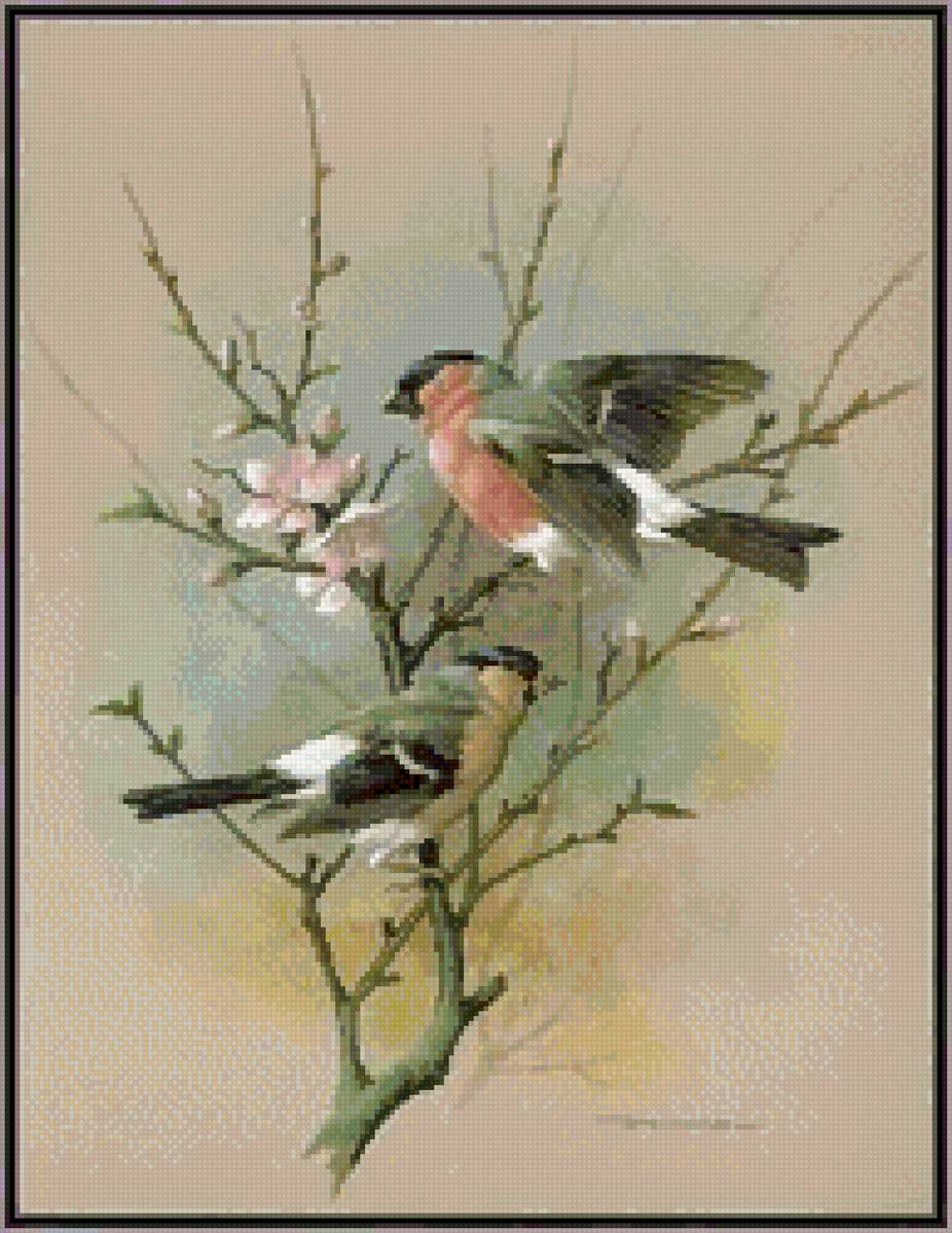 Птицы - предпросмотр