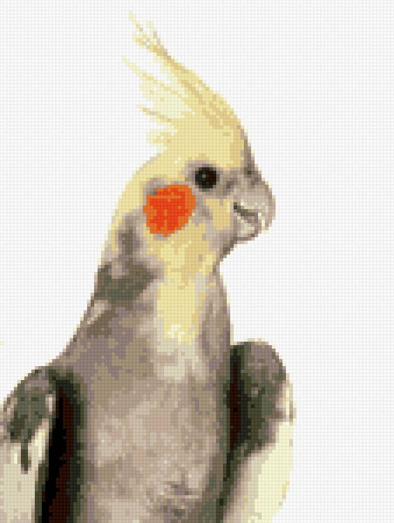 Корелла. - попугай корелла - предпросмотр