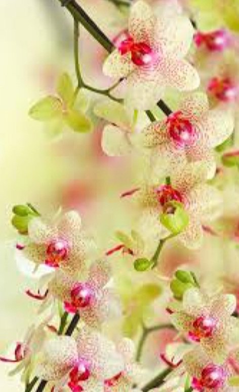 Орхидея - орхидея - оригинал