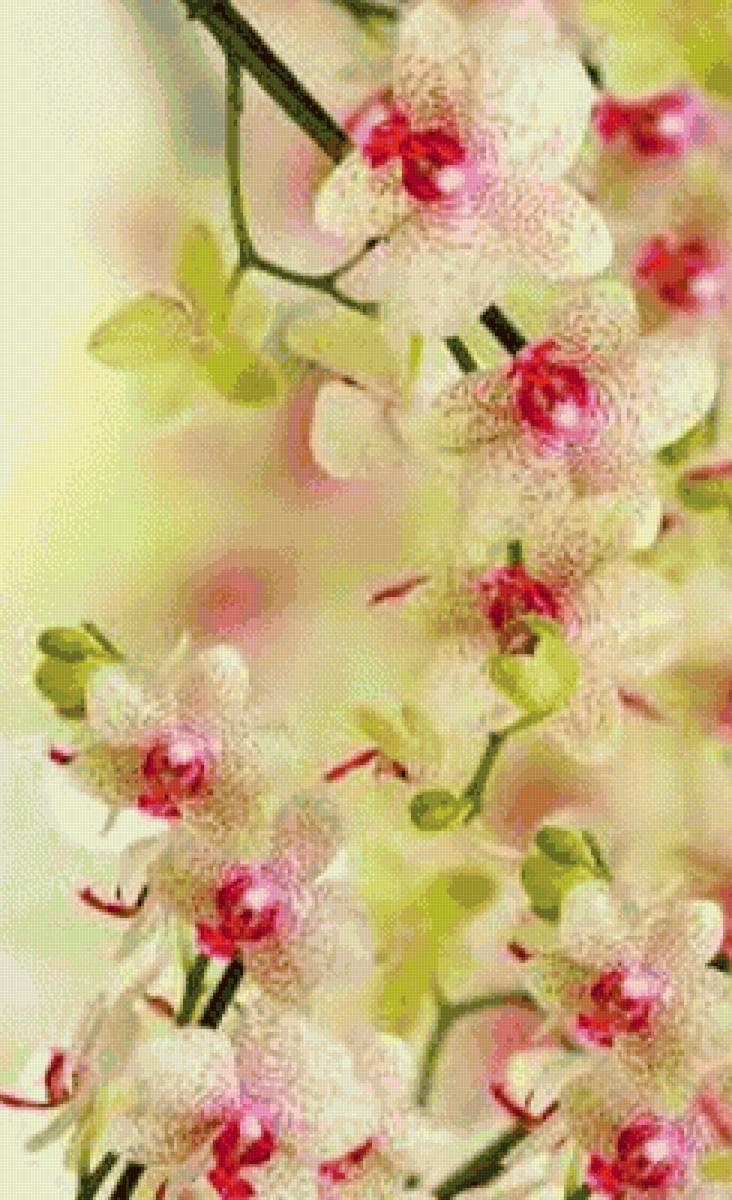 Орхидея - орхидея - предпросмотр