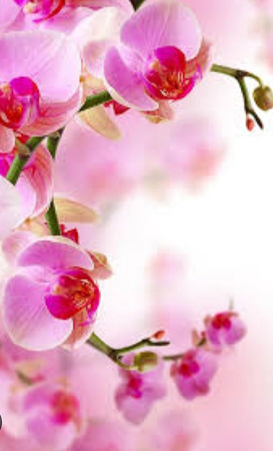 Орхидея - орхидея - оригинал