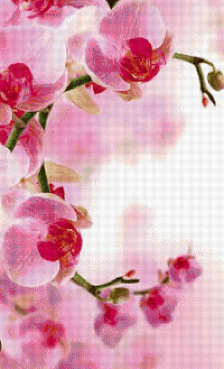 Орхидея - орхидея - предпросмотр