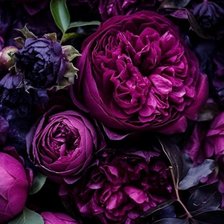 Схема вышивки «Пионы, фиолетовый, фиолетовые пионы, цветы»