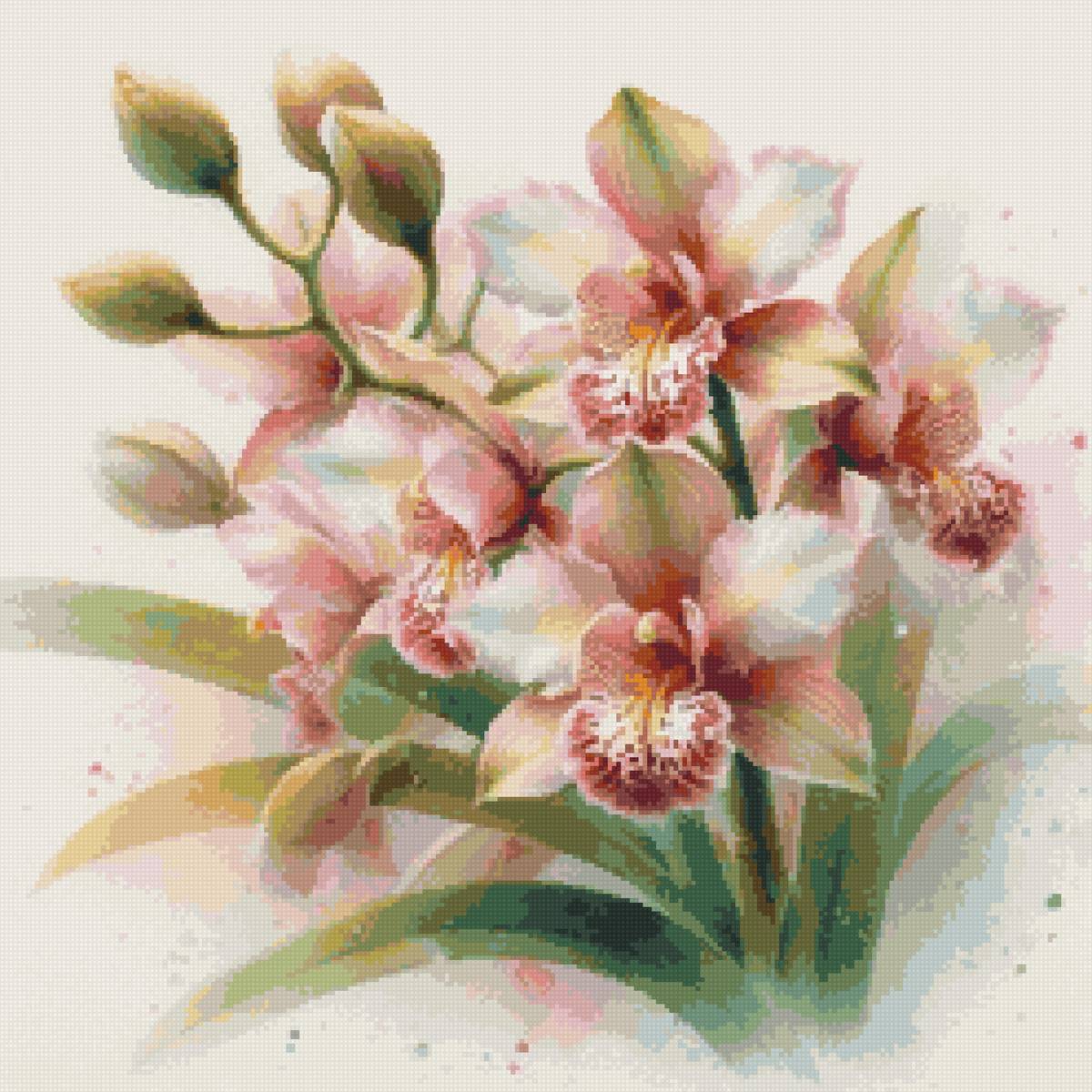 орхидеи - предпросмотр