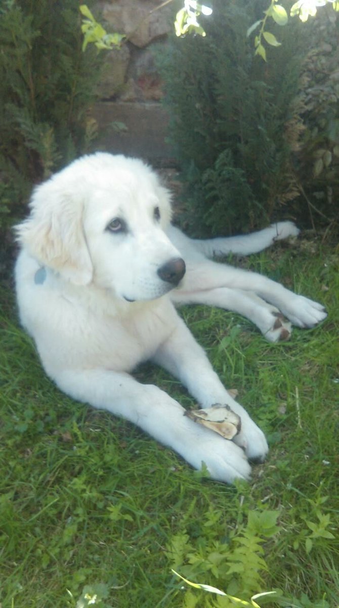 Умка - собака - оригинал