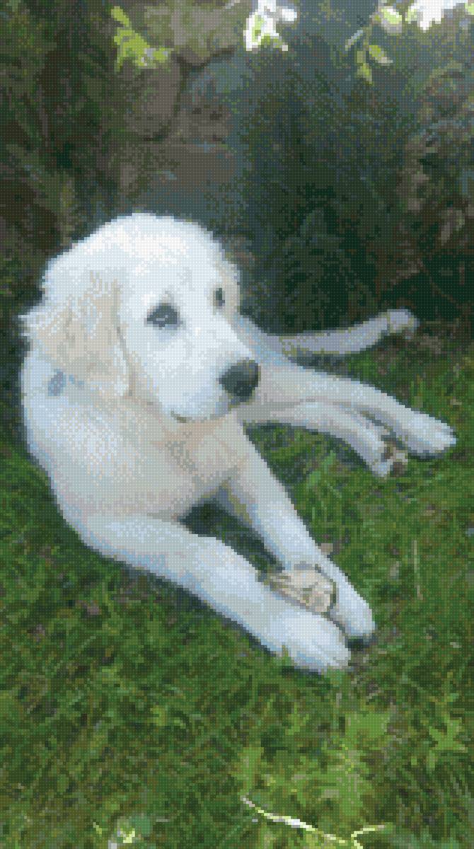 Умка - собака - предпросмотр