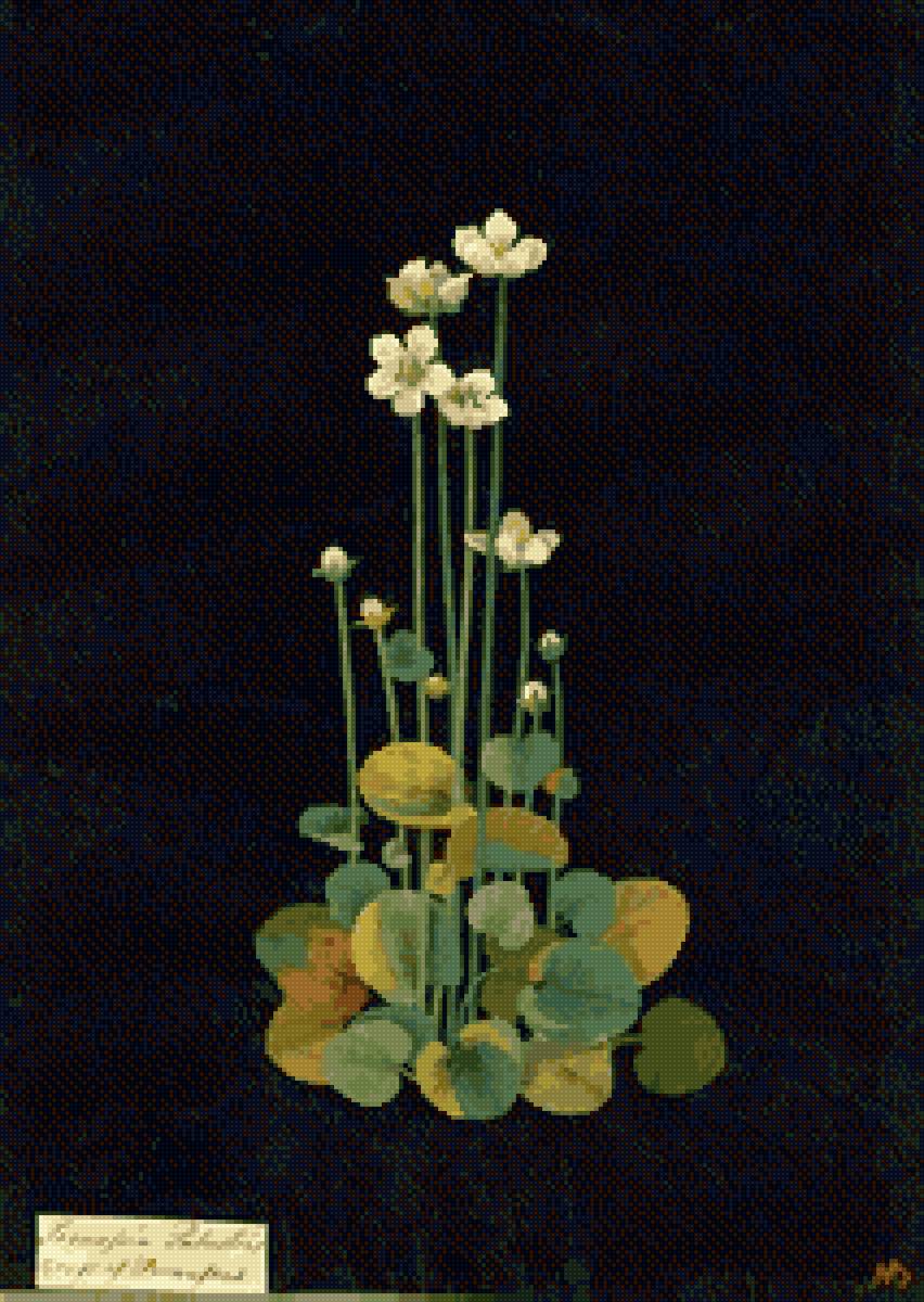 Водяные цветы - цветы, модерн, черная канва, простая - предпросмотр