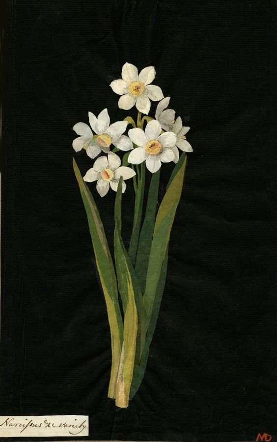 Нарциссы - модерн, черная канва, простая, цветы - оригинал