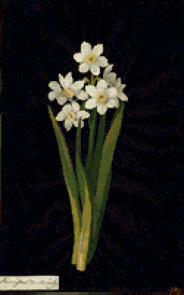 Нарциссы - черная канва, простая, цветы, модерн - предпросмотр
