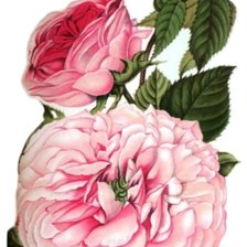 Схема вышивки «rosas»