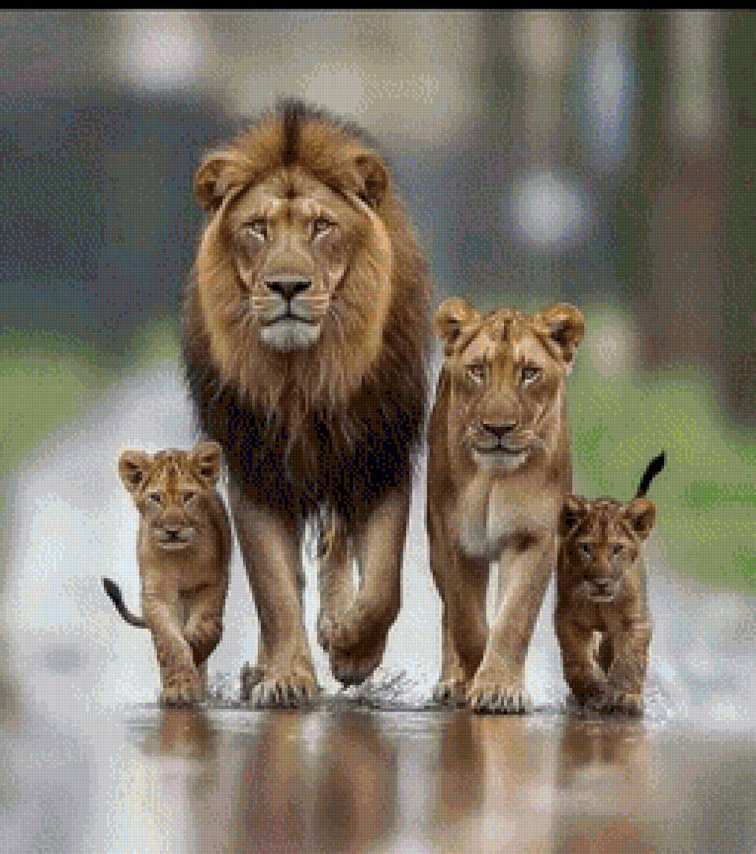 Familia de leones - familia, leones, felinos - предпросмотр