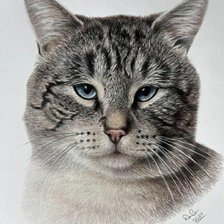 Схема вышивки «Кот»