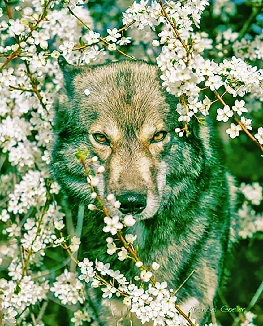 волк - хищники - оригинал