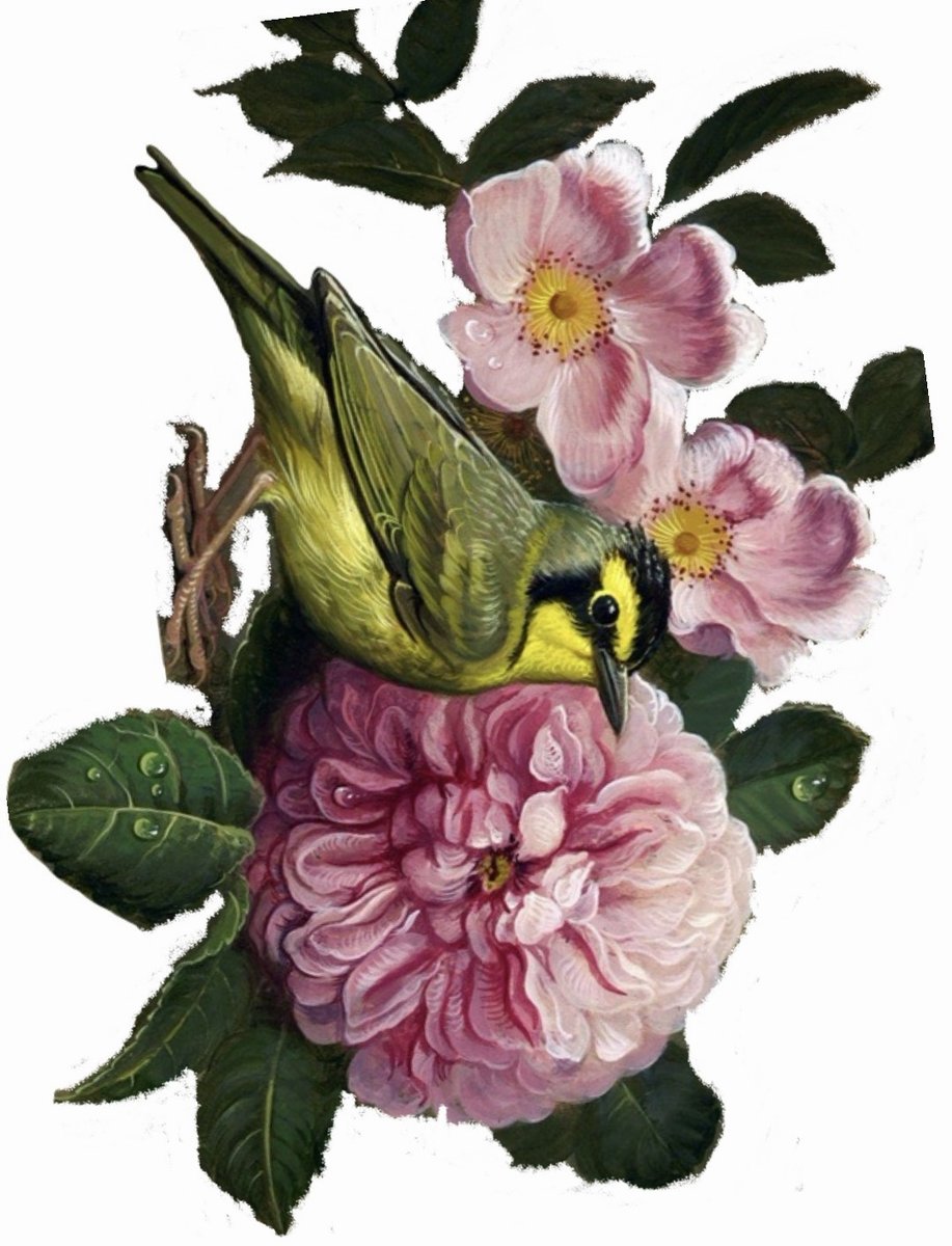 bird con flores - оригинал