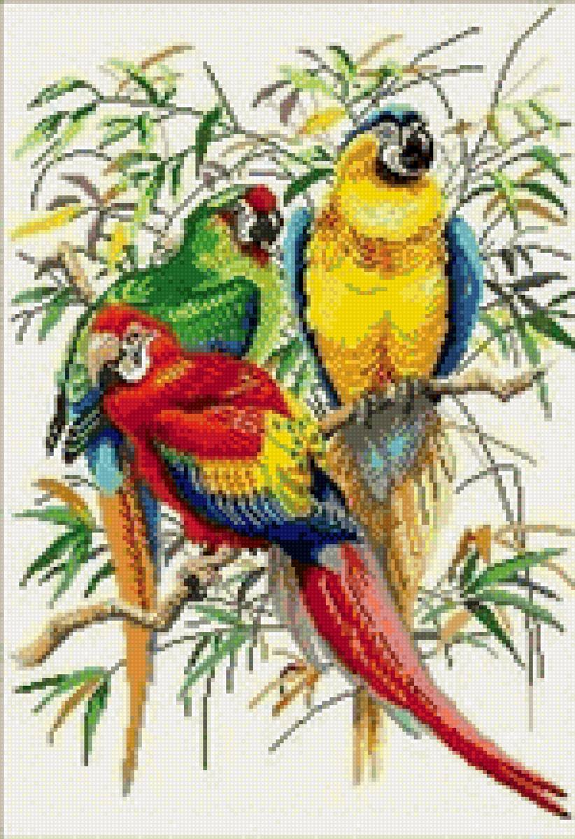 попугаи - птицы - предпросмотр