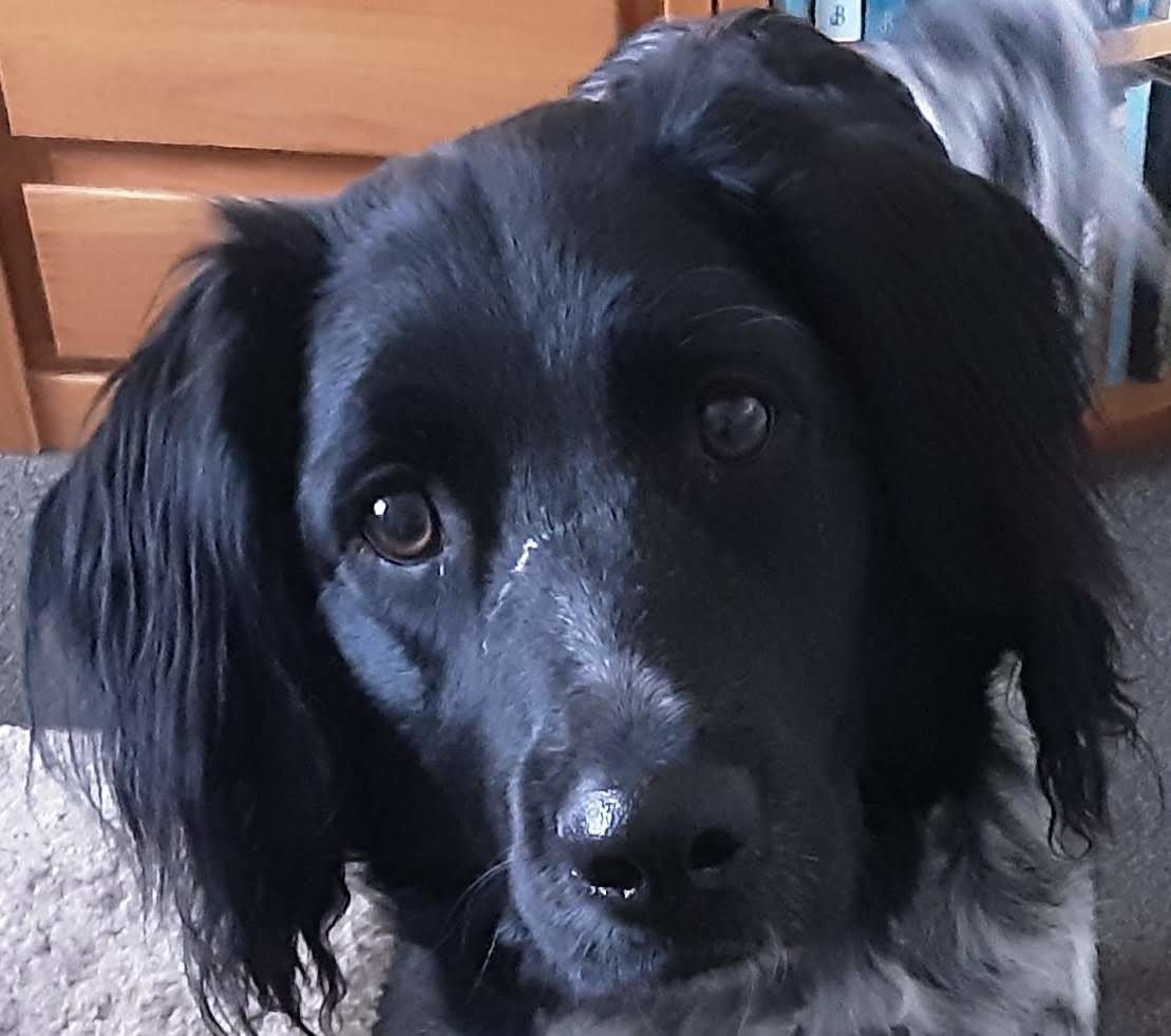 Body - hond, friese stabij - оригинал