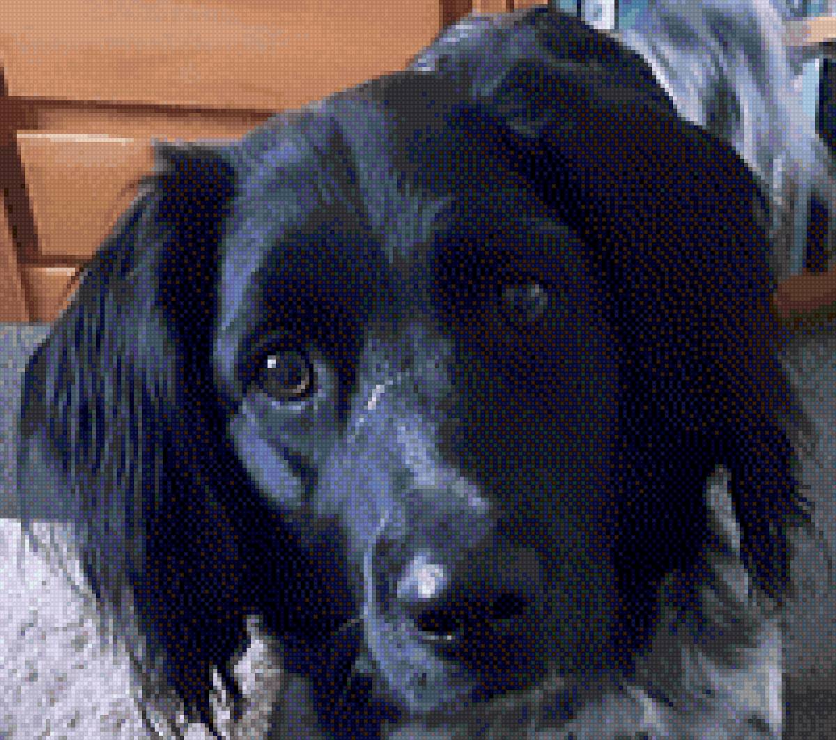 Body - hond, friese stabij - предпросмотр