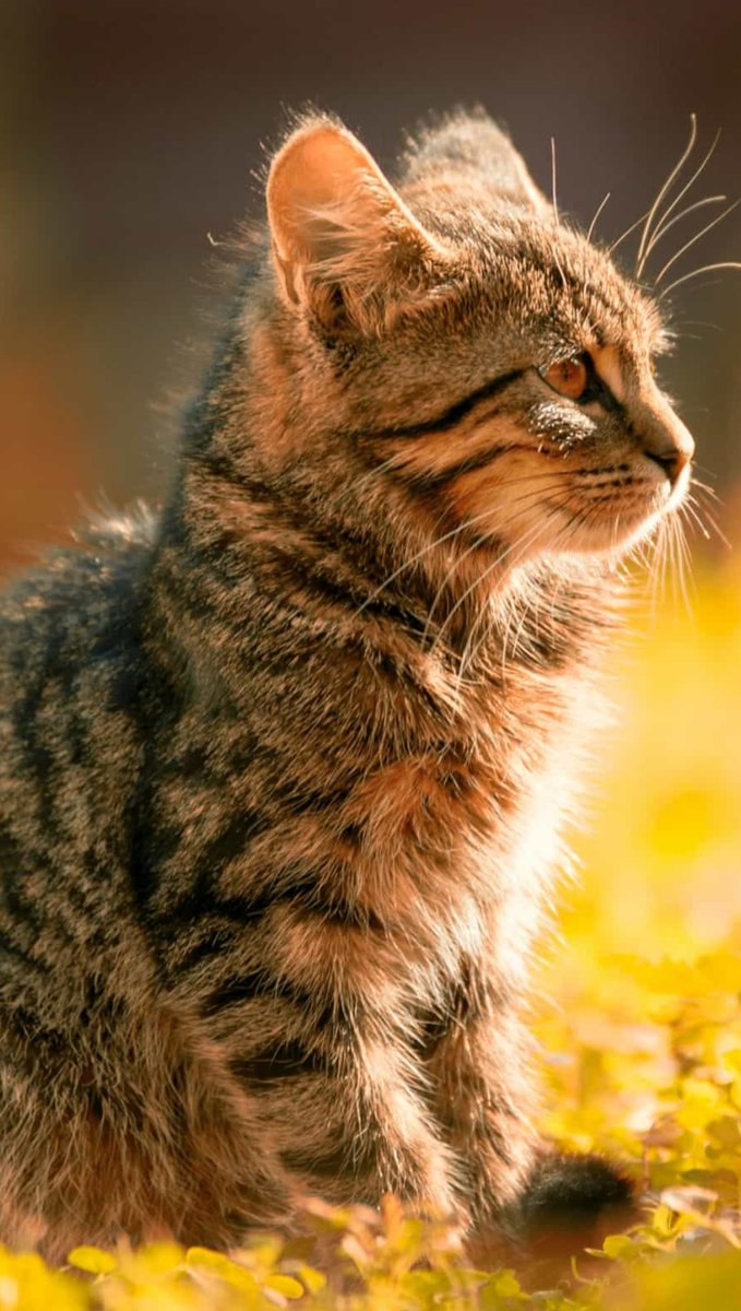 Котик - котик - оригинал