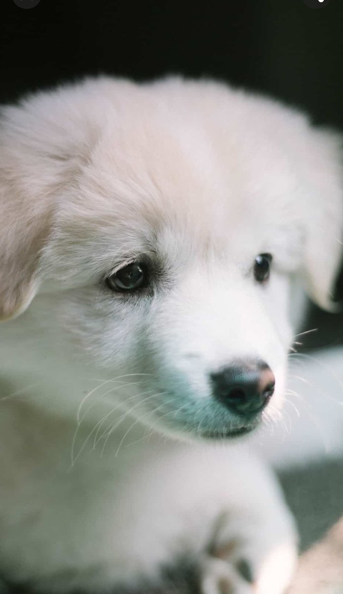 Миленький щеночек))) - щенки, животные, собаки - оригинал