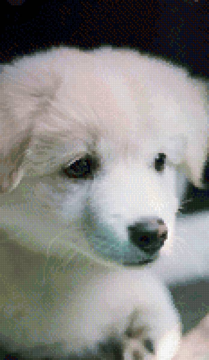 Миленький щеночек))) - щенки, собаки, животные - предпросмотр