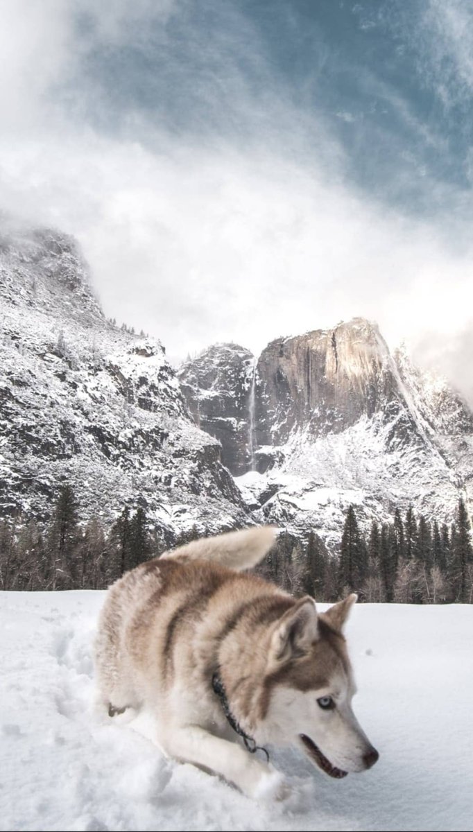 Хаски - собаки, хаски., животные - оригинал