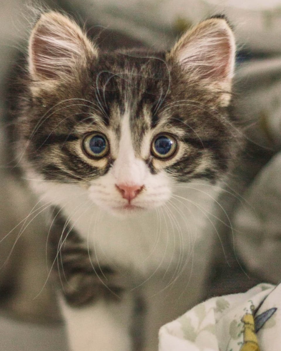 Красивый котёнок. - котята., кошки, животные, котики - оригинал