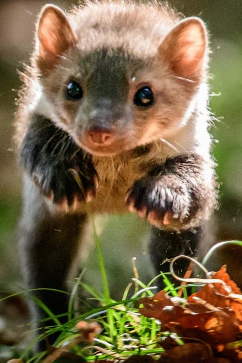 Симпатяжка. - звери, животные - оригинал