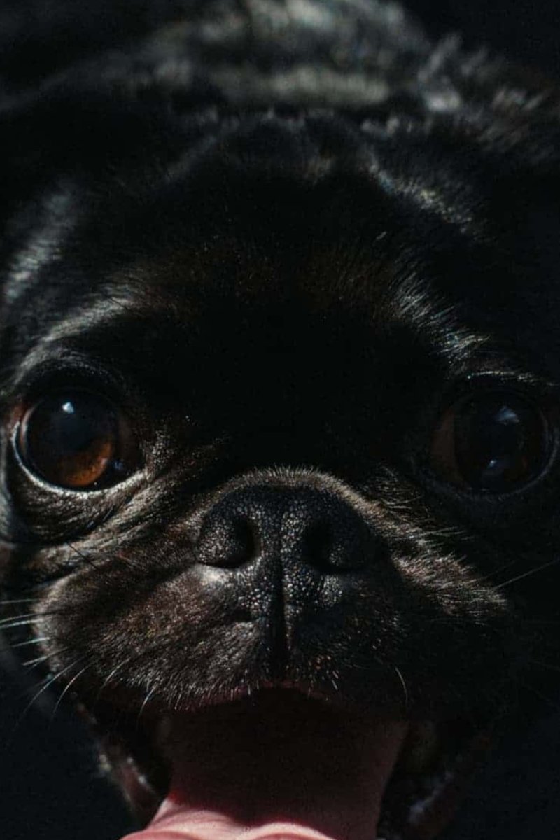 Мопс - животные, собаки - оригинал