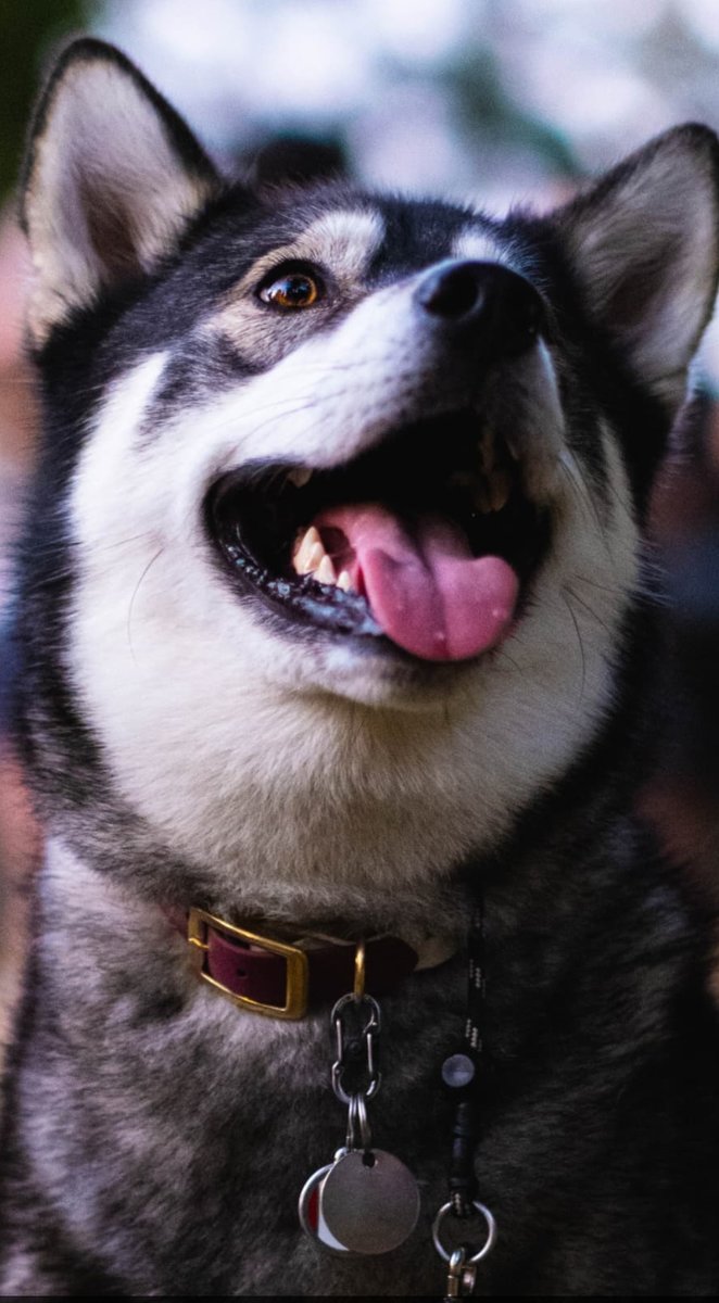 Хаски - животные, собаки - оригинал