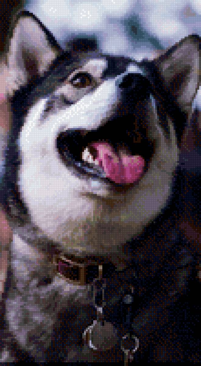 Хаски - собаки, животные - предпросмотр