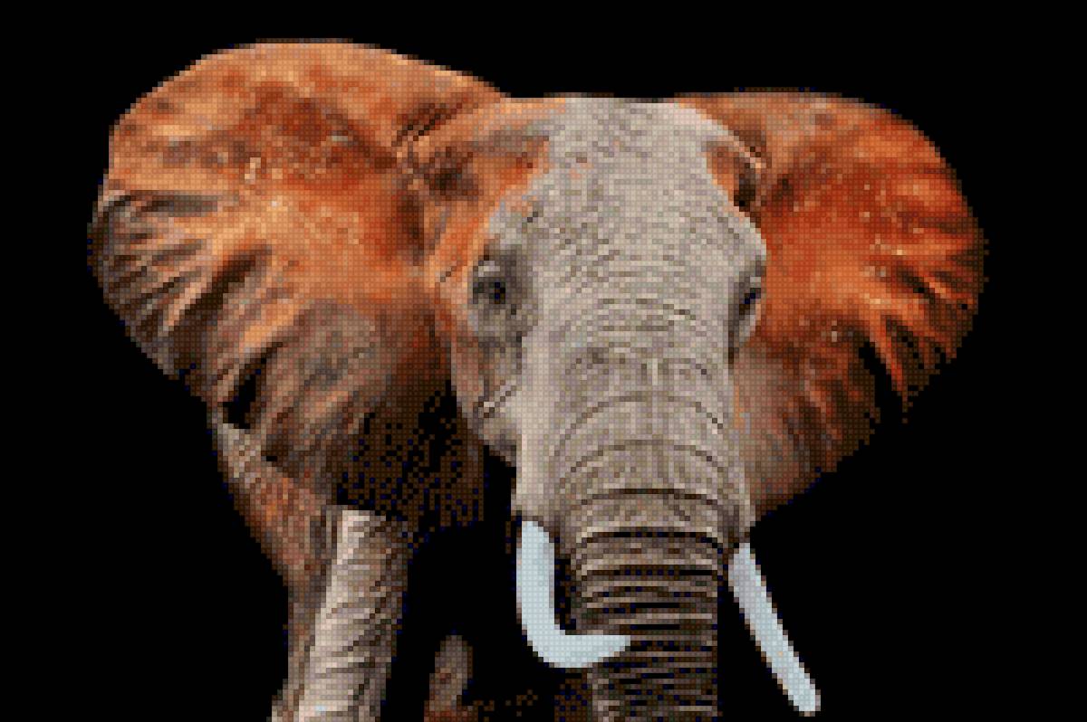 Olifant - olifant - предпросмотр