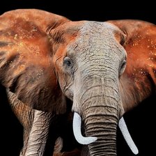 Схема вышивки «Olifant»