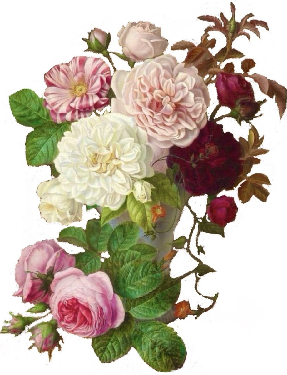 vace de rosas - оригинал