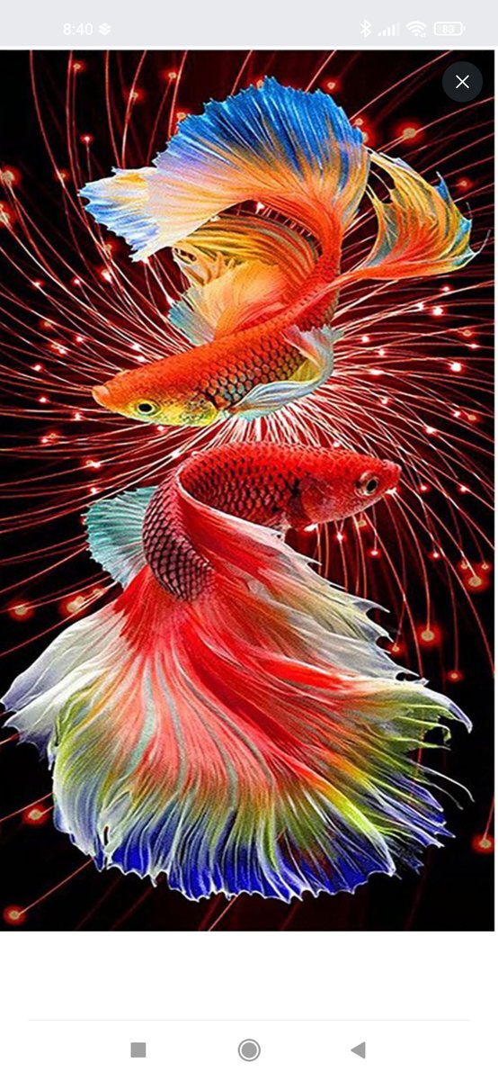 Пара кои - кои - оригинал