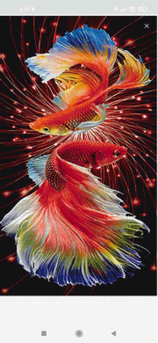 Пара кои - кои - предпросмотр