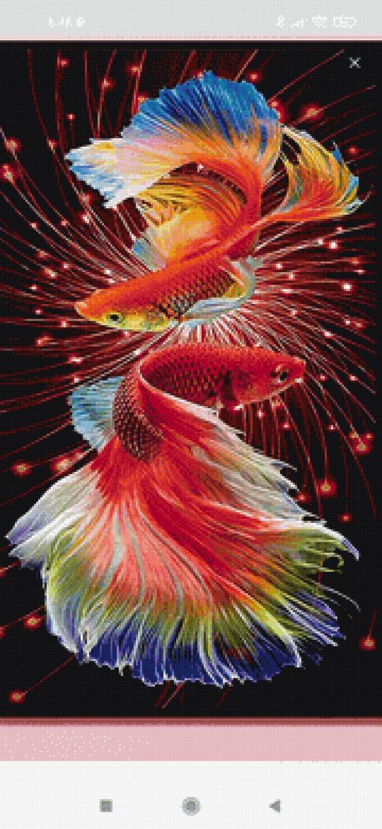 Пара кои - рыбы - предпросмотр