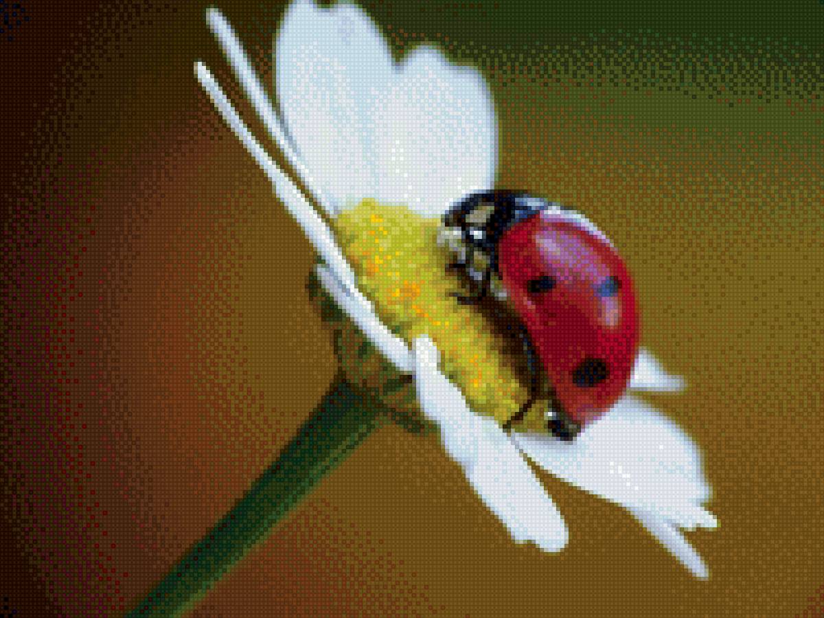 Божья коровка - природа - предпросмотр