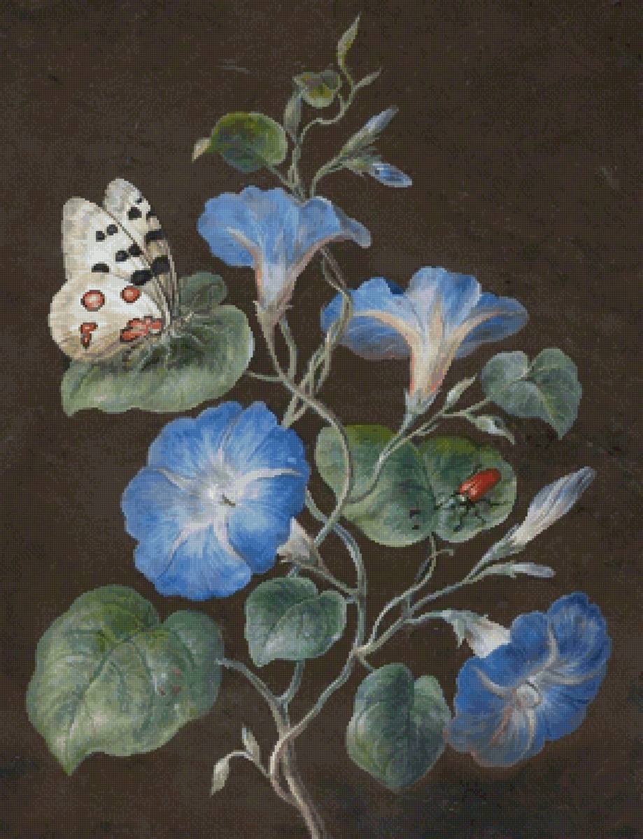 Вьюнок - цветы - предпросмотр