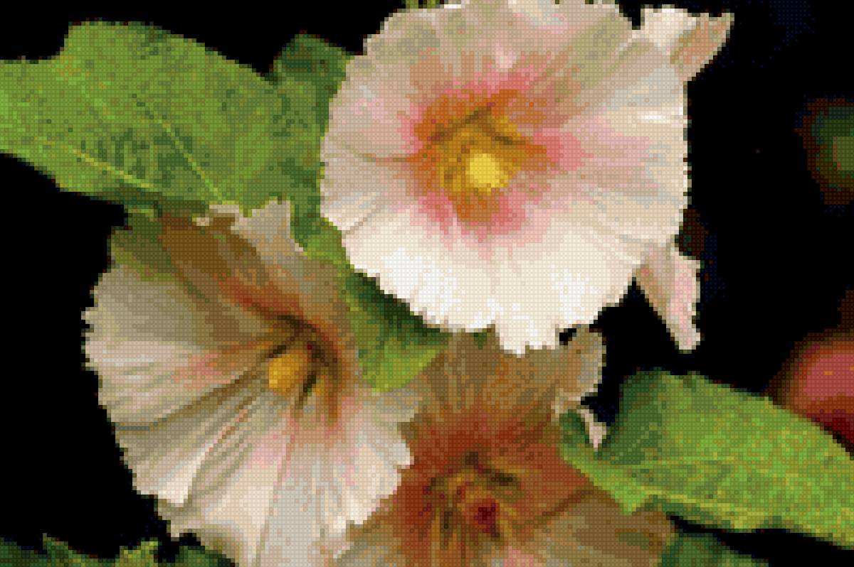 мальва - цветы, мальва - предпросмотр