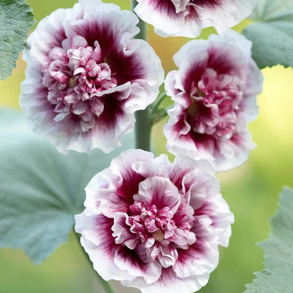 мальва - мальва, цветы - оригинал