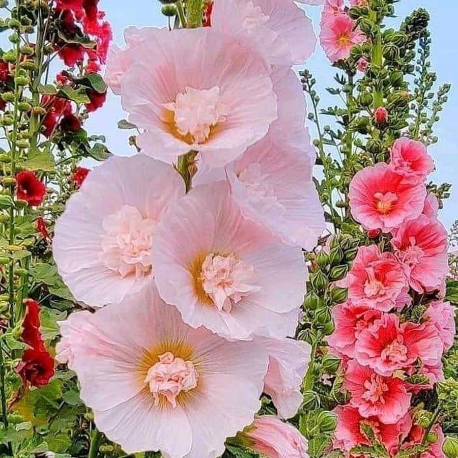 мальва - мальва, цветы - оригинал