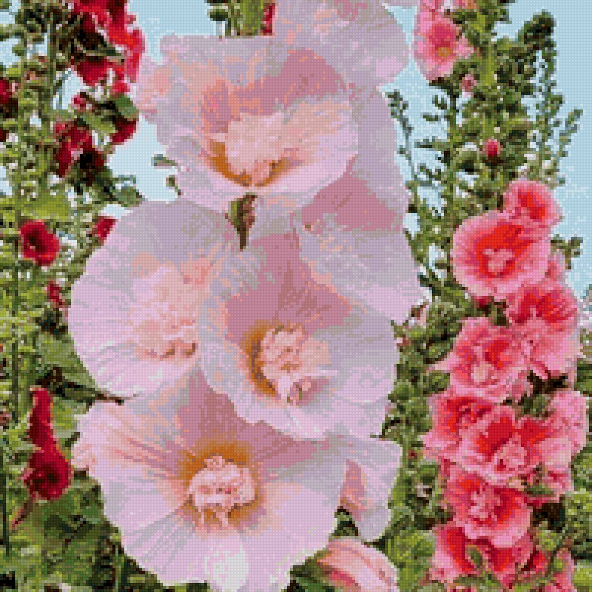 мальва - цветы, мальва - предпросмотр