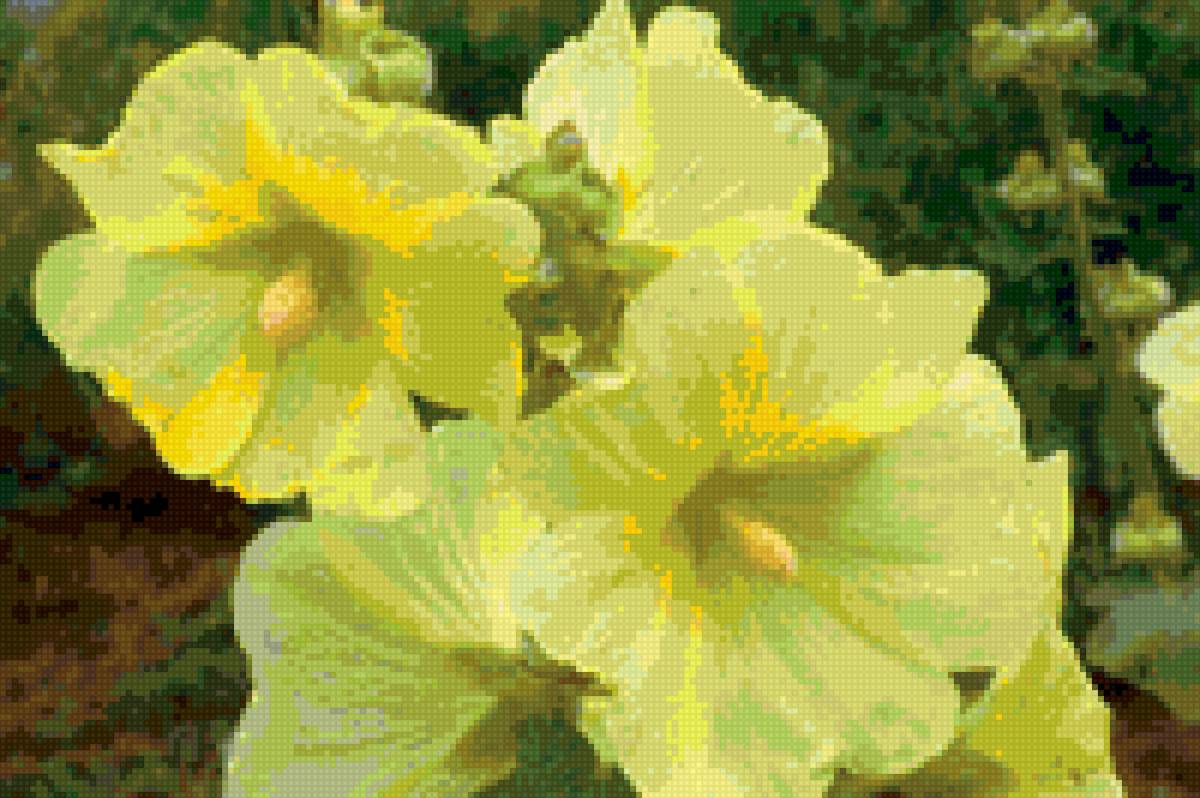 мальва - цветы, мальва - предпросмотр