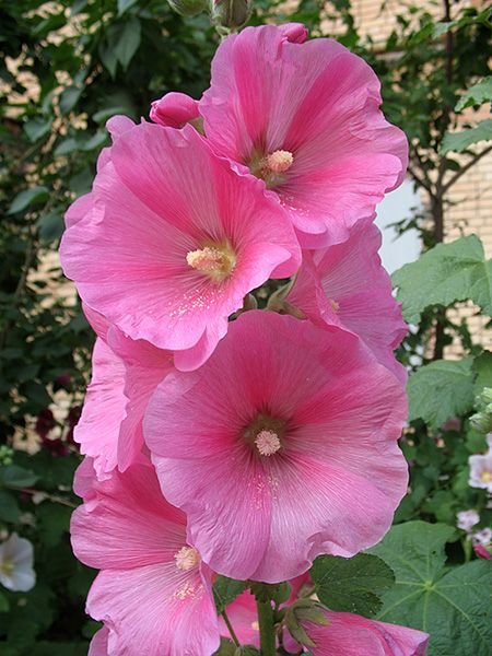 мальва - мальва, цветы - оригинал