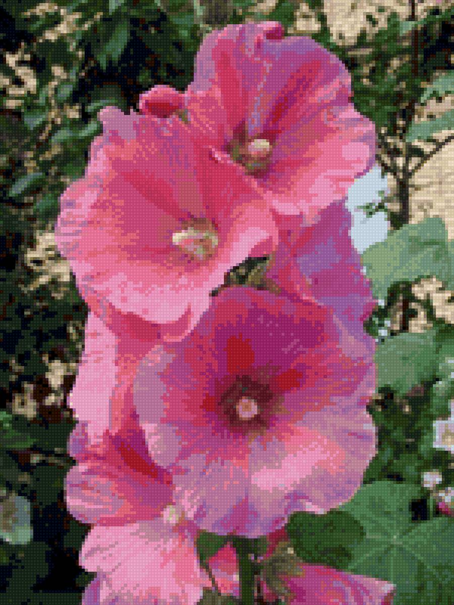 мальва - мальва, цветы - предпросмотр