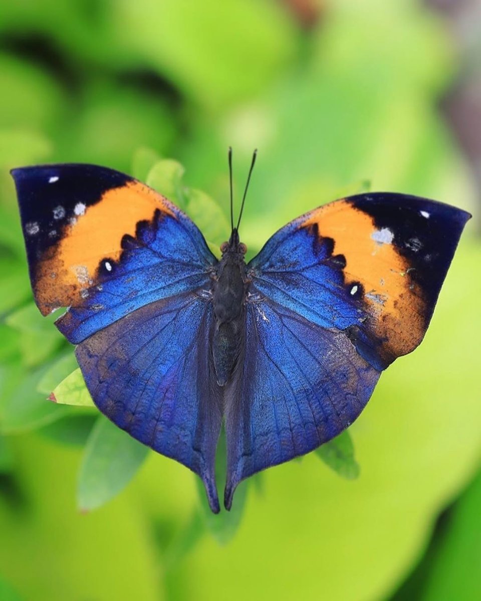 №2782180 - природа, бабочка - оригинал