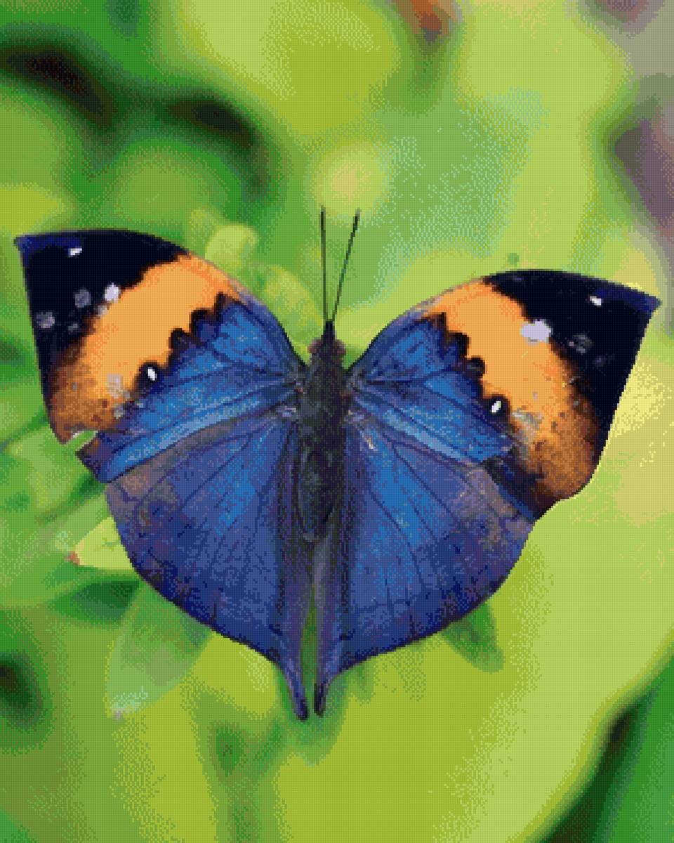 №2782180 - природа, бабочка - предпросмотр